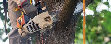 Why Choose Our Tree Removal Services in Waterville, WA?