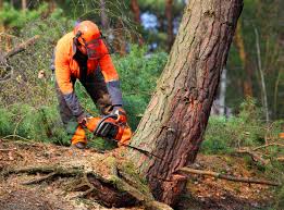 Professional  Tree Services in Waterville, WA